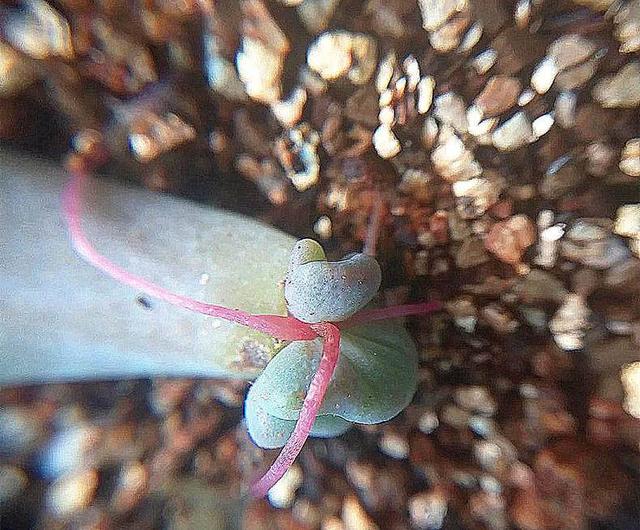 多肉植物叶插、扦插发根“神器”，建议收藏！